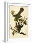 Cat Bird-John James Audubon-Framed Art Print