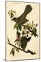 Cat Bird-John James Audubon-Mounted Art Print