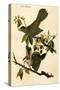 Cat Bird-John James Audubon-Stretched Canvas