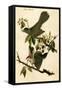 Cat Bird-John James Audubon-Framed Stretched Canvas