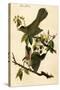 Cat Bird-John James Audubon-Stretched Canvas