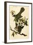 Cat Bird-John James Audubon-Framed Art Print