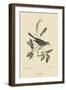 Cat Bird-Mark Catesby-Framed Art Print
