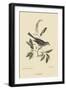 Cat Bird-Mark Catesby-Framed Art Print