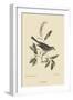 Cat Bird-Mark Catesby-Framed Art Print