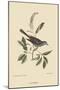 Cat Bird-Mark Catesby-Mounted Art Print