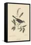 Cat Bird-Mark Catesby-Framed Stretched Canvas