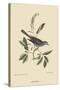 Cat Bird-Mark Catesby-Stretched Canvas