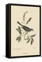 Cat Bird-Mark Catesby-Framed Stretched Canvas