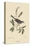 Cat Bird-Mark Catesby-Stretched Canvas