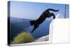 Cat- Black, Jumping Off Wall-null-Stretched Canvas