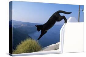 Cat- Black, Jumping Off Wall-null-Stretched Canvas