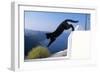 Cat- Black, Jumping Off Wall-null-Framed Photographic Print