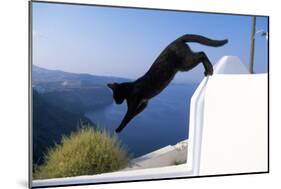 Cat- Black, Jumping Off Wall-null-Mounted Photographic Print