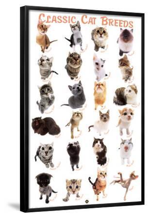 61X91CM CAT BREEDS POSTER EDUCATIONAL CHART PICTURE PRINT NEW ART LAMINATED 