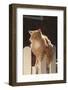 Cat Climbing on Picket Fence-DLILLC-Framed Photographic Print