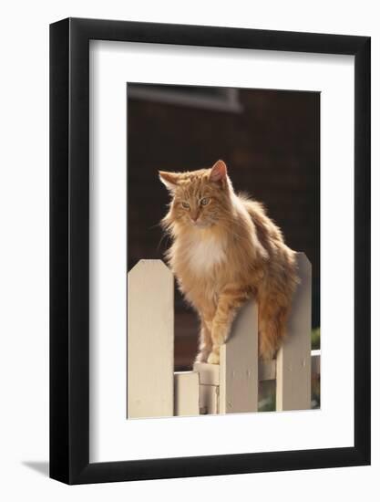 Cat Climbing on Picket Fence-DLILLC-Framed Photographic Print