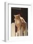 Cat Climbing on Picket Fence-DLILLC-Framed Photographic Print