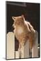 Cat Climbing on Picket Fence-DLILLC-Mounted Photographic Print