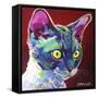 Cat - Devon Rex-Dawgart-Framed Stretched Canvas