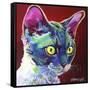 Cat - Devon Rex-Dawgart-Framed Stretched Canvas