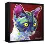 Cat - Devon Rex-Dawgart-Framed Stretched Canvas