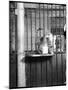 Cat Drinking Milk-null-Mounted Photographic Print