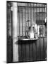 Cat Drinking Milk-null-Mounted Photographic Print