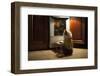 Cat Expects Cooking Chicken-kuban_girl-Framed Photographic Print