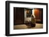 Cat Expects Cooking Chicken-kuban_girl-Framed Photographic Print