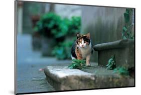 Cat Exploring Neighbourhood-null-Mounted Art Print