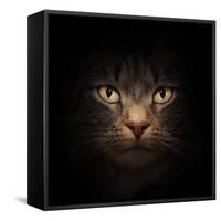 Cat Face With Beautiful Eyes Close Up Portrait-Michal Bednarek-Framed Stretched Canvas