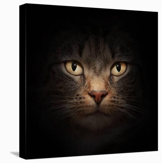 Cat Face With Beautiful Eyes Close Up Portrait-Michal Bednarek-Stretched Canvas