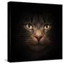Cat Face With Beautiful Eyes Close Up Portrait-Michal Bednarek-Stretched Canvas