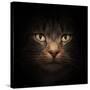 Cat Face With Beautiful Eyes Close Up Portrait-Michal Bednarek-Stretched Canvas