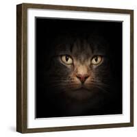 Cat Face With Beautiful Eyes Close Up Portrait-Michal Bednarek-Framed Photographic Print