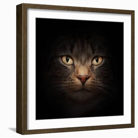 Cat Face With Beautiful Eyes Close Up Portrait-Michal Bednarek-Framed Photographic Print