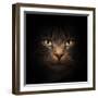 Cat Face With Beautiful Eyes Close Up Portrait-Michal Bednarek-Framed Photographic Print