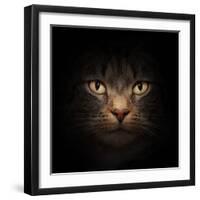 Cat Face With Beautiful Eyes Close Up Portrait-Michal Bednarek-Framed Photographic Print