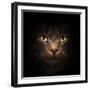 Cat Face With Beautiful Eyes Close Up Portrait-Michal Bednarek-Framed Photographic Print