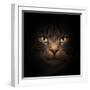 Cat Face With Beautiful Eyes Close Up Portrait-Michal Bednarek-Framed Photographic Print