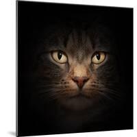 Cat Face With Beautiful Eyes Close Up Portrait-Michal Bednarek-Mounted Photographic Print
