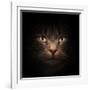 Cat Face With Beautiful Eyes Close Up Portrait-Michal Bednarek-Framed Photographic Print