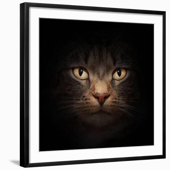 Cat Face With Beautiful Eyes Close Up Portrait-Michal Bednarek-Framed Photographic Print