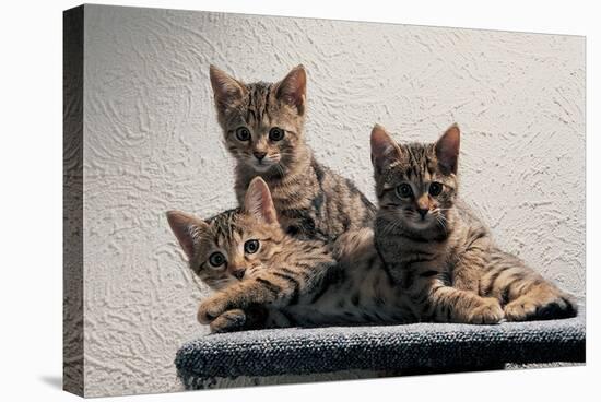 Cat Family-null-Stretched Canvas