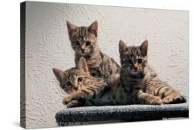 Cat Family-null-Stretched Canvas