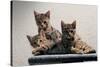 Cat Family-null-Stretched Canvas