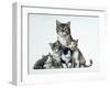 Cat Family-Harro Maass-Framed Giclee Print