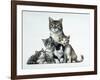 Cat Family-Harro Maass-Framed Giclee Print