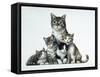 Cat Family-Harro Maass-Framed Stretched Canvas